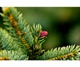 Christmas Trees - Nordmann Fir